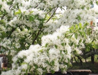 당진의 봄(3) 이팝나무 꽃 필때면 - 반드시 자기 말과 글 - 허심탄회 당진의 봄(3) 이팝나무 꽃 필때면