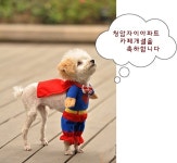 가페개설 축하합니다 - 자유게시판 - 청암자이 가페개설 축하합니다