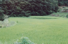 금리마을 뒷편의 논과 계곡 - 금리마을펜션산책하기 - 천안펜션 금리마을 금리마을 뒷편의 논과 계곡