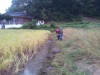 친환경 미꾸라지와 우렁이^^ - 카페 앨범 - 정겨운 내동마을~~ 친환경 미꾸라지와 우렁이^^