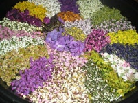 혼합 꽃차~ - ------ 우리 茶 공부하기 - 건강 약차,약술 혼합 꽃차~