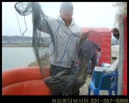 서신바다낚시터 4월11일 수요일 조황정보 입니다