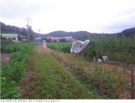 초보농꾼(카페지기) 일내다..부곡농장 참깨 비닐씌우기와 배추심기 - Daum 카페 초보농꾼(카페지기) 일내다..부곡농장 참깨 비닐씌우기와 배추심기