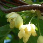 2010년 생오미자 판매에 대해 - △▶혜림댁네→알림판 - 옥희네오미자농장 2010년 생오미자 판매에 대해