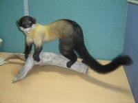 단비 표본 (박제) - 카페 앨범 - 한국 표본제작 보존협회 애완견 박제.반려동물 박제 장례 단비 표본 (박제)