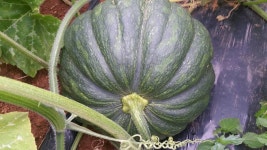 참샘골 맷돌호박들이 ~ 맷돌모양을 갖추어가고 있어요. - 참샘골 호박이야기 - 참샘골호박농원 (호박손,호박손달인물,호박즙,호박죽) 참샘골... 