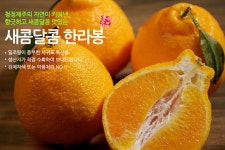 맛있는 노지한라봉 판매 마감합니다. - ☆━━━━━(사고팔고)... 농산물 - ★━농수산물 직거래장터 [농장]━★ 맛있는 노지한라봉 판매... 