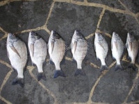 맥전포 방파제에서 감시와의 춤을...