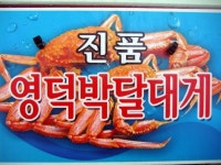 - ▶필독◀이벤트 - 영덕박달대게 & 영덕대게 = 해동수산 ＜2010년 3월 첫 이벤트 실시＞ 진품 영덕박달대게 한정판매!!