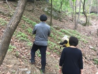 산양삼체험 및 판매 (180505) - 버들뱅이 앨범 - 상주버들뱅이마을 산양삼체험 및 판매 (180505)