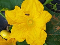 호박꽃이 피었습니다. - 카페 앨범 - 참샘골호박농원 (호박손,호박손달인물,호박즙,호박죽) 호박꽃이 피었습니다.