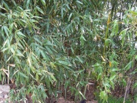 ♣부산 두구동 수림농원2 ♣ - 열린 방 - 부산 성동초등 동문카페 ♣부산 두구동 수림농원2 ♣