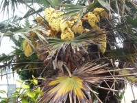 제주올레 12코스 (무릉2리 제주자연생태문화체험골-용수포구 -절부암) / 춤쟁이 - 춤쟁이 제주 올레길 - 댄스매니아들 제주올레 12코스 (무릉2리... 