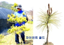 새천년농원(현농원) 황금소나무 - 황금소나무 이야기 - 새천년농원 새천년농원(현농원) 황금소나무