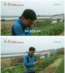 동물농장 나왔던 천재견 호야 최신 근황...jpg - 막이슈 - 쭉빵카페 동물농장 나왔던 천재견 호야 최신 근황...jpg