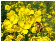 주요 밀원식물의 꽃피는 시기 (사진 포함정리 중) - 꿀벌사랑 - 반석의견고♡기쁨이네 꿀^^ 주요 밀원식물의 꽃피는 시기 (사진 포함정리 중)