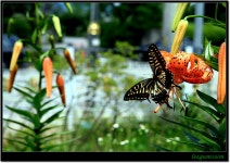 전국공무원노동조합 경기지역본부 안산시지부 물과 꽃의 정원  