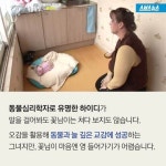 동물과의 교감, 동물농장 꽃님이 - 인스티즈(instiz) 이슈 카테고리 동물과의 교감, 동물농장 꽃님이