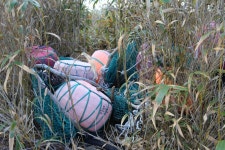 제주올레 7코스 /춤쟁이 촬영/2015년 1월 17일 썪은섬. 표선리, 황근 자생지 1566 - 춤쟁이 제주 올레길 - 댄스매니아들 제주올레 7코스... 