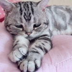 금방이라도 울 것 같은 울상 고양이 루후😿 - 인스티즈(instiz) 이슈 카테고리 금방이라도 울 것 같은 울상 고양이 루후😿
