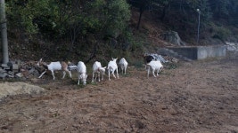정회원으로 속히 올려주셨으면 감사하겠습니다. - 산양사진 - 숲속산양목장 산양사진을 올립니다. 정회원으로 속히 올려주셨으면 감사하겠습니다.
