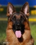 Hugo von der Burg Aliso New Photo Foto Bogus - ★my셰퍼드 갤러리★ - 대구 세퍼트 사랑모임 Hugo von der Burg Aliso New Photo... 