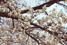WIKITREE | 서울 봄꽃놀이, 늦기 전에 어디로 갈까? 서울 봄꽃놀이, 늦기 전에 어디로 갈까?