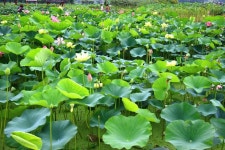 진흙 속 피어난 아름다움. 관곡지의 &lt;시흥연꽃테마파크&gt; : 기획기사 : 경기도뉴스포털