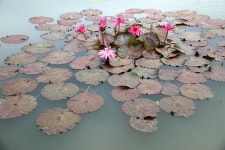 진흙 속 피어난 아름다움. 관곡지의 &lt;시흥연꽃테마파크&gt; : 기획기사 : 경기도뉴스포털