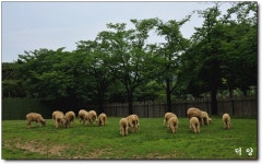 아름다운 60대 | 서울대공원 양떼몰이장 - Daum 카페 서울대공원  양떼몰이장