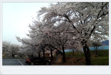 청도의 벚꽃_2 (청도야외공연장, 공설운동장입구)/ [2014. 04. 04, 퇴근하며 집에 오던 길에...] - ♧ 카페 앨범 - 합천인덕사 청도의 벚꽃_2... 