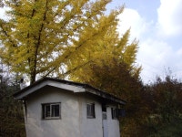 은행나무30점-50점 - 카페 앨범 - 광주한미농장 은행나무30점-50점