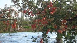 수확전 사과나무.. - 농사 일기 - 전일농장단풍사과 수확전 사과나무..