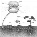 ◈과실(果實)과 종자(種子) - 식물공부 - 중주의집 ◈과실(果實)과 종자(種子)