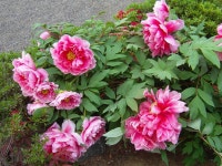 ♣부산 두구동 수림농원2 ♣ - 열린 방 - 부산 성동초등 동문카페 ♣부산 두구동 수림농원2 ♣