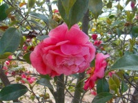 ♣부산 두구동 수림농원2 ♣ - 열린 방 - 부산 성동초등 동문카페 ♣부산 두구동 수림농원2 ♣