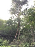 연리지連理枝 - 유왕별서구경하기 - 유왕별서펜션 연리지連理枝