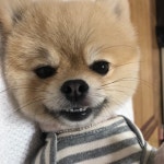 [강아지] 우리강아지 표정봐 완전 악동임 - 악플달면 쩌리쩌려버려 - ＊여성시대＊ 차분한 20대들의 알흠다운 공간 [강아지] 우리강아지 표정봐... 