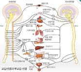 2018년 6월달 자연치유본가 교감신경과 부교감신경 골반교정 전신통증... 자연치유본가 교감신경과 부교감신경 골반교정 전신통증 케어 시술... 