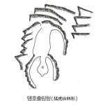 맹호출림형 - 풍수지리(답산사진.자료) - 대구혁이 맹호출림형