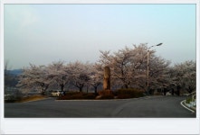 청도의 벚꽃_2 (청도야외공연장, 공설운동장입구)/ [2014. 04. 04, 퇴근하며 집에 오던 길에...] - ♧ 카페 앨범 - 합천인덕사 청도의 벚꽃_2... 