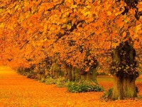 아름다운 단풍 이미지 - ◈ 이쁜 이미지 ◈ - 코스모스화원 아름다운 단풍 이미지