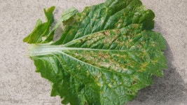 배추 병해 - 긴급질문/도와주세요. SOS - [우수카페]귀농사모/한국귀농인협회 배추 병해