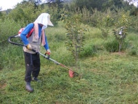 펌)야오끼농장제초작업및 현재모습 - 야오끼감 과 도근조생 - 곡성 국사봉 곶감 펌)야오끼농장제초작업및 현재모습
