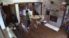 ＊여성시대＊ 차분한 20대들의 알흠다운 공간 | [효리네민박2] 구아나 모카 순심이 산책시키는 효리윤아 - Daum 카페 [효리네민박2] 구아나 모카... 
