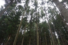 제73회 산누리산악회 전남장성 축령산 편백나무숲 힐링산행 - 산행일정 및 신청방 - 평택 산누리 산악회 평택 산누리 산악회