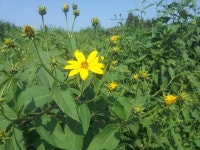 돼지감자꽃 - 농장 풍경 - 전일농장단풍사과 돼지감자꽃