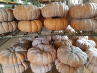 참샘골 맷돌호박을 저장하고 있어요. - 참샘골 호박이야기 - 참샘골호박농원 (호박손,호박손달인물,호박즙,호박죽) 참샘골 맷돌호박을 저장하고... 