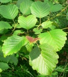 두메오리나무(토종)-물오리나무-물갬나무-사방오리나무 구분 - 산야초 구분 - 산바람 야생화 향기 두메오리나무(토종)-물오리나무-물갬나무... 
