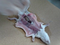 래트해부실험 사진 - 활동 사진 - CSI(분당영덕여자고등학교 과학동아리) 래트해부실험 사진